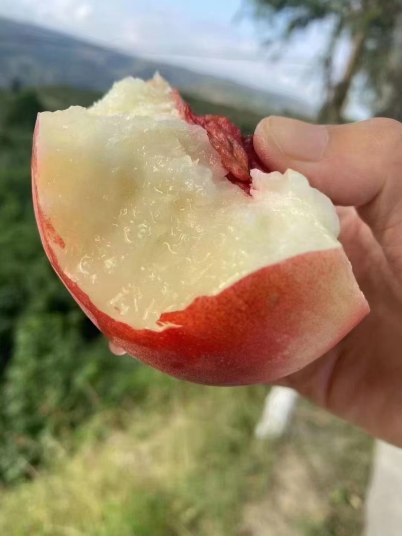 秦安北京七号水蜜桃一件代发。