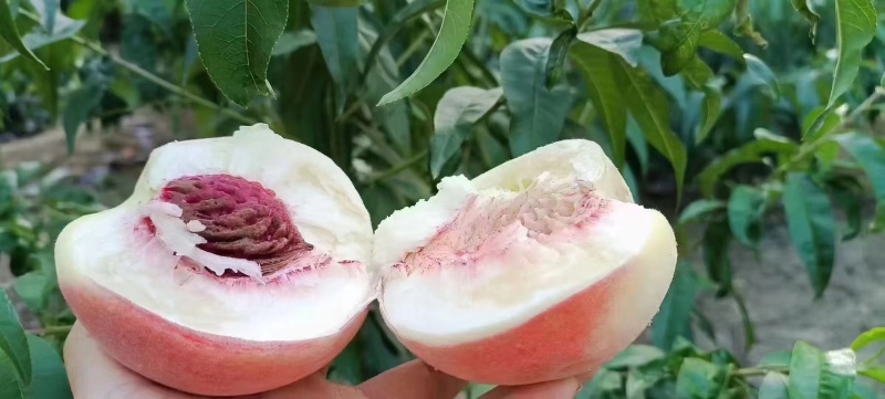 秦安北京七号水蜜桃一件代发。