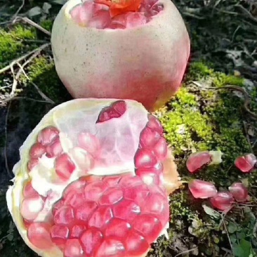 云南蒙自石榴