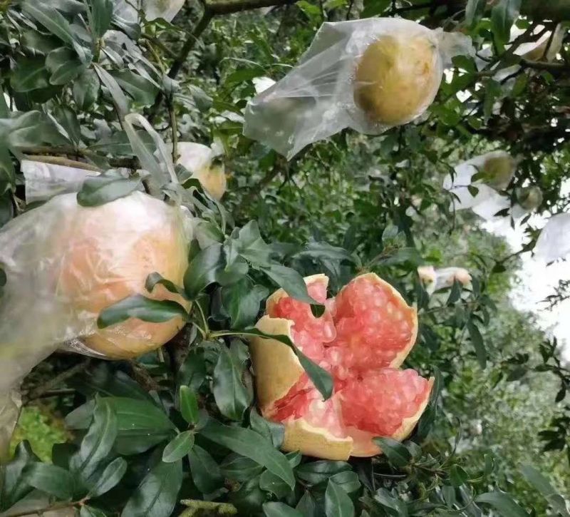云南蒙自石榴