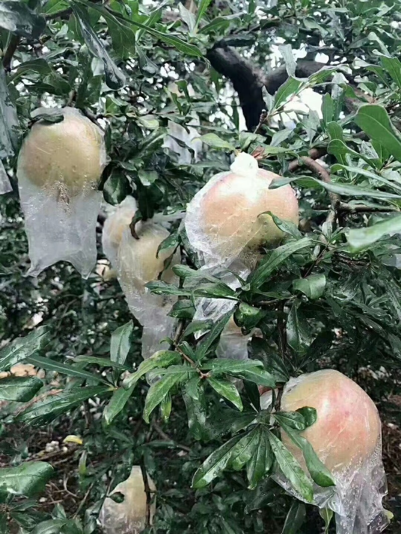 云南蒙自石榴