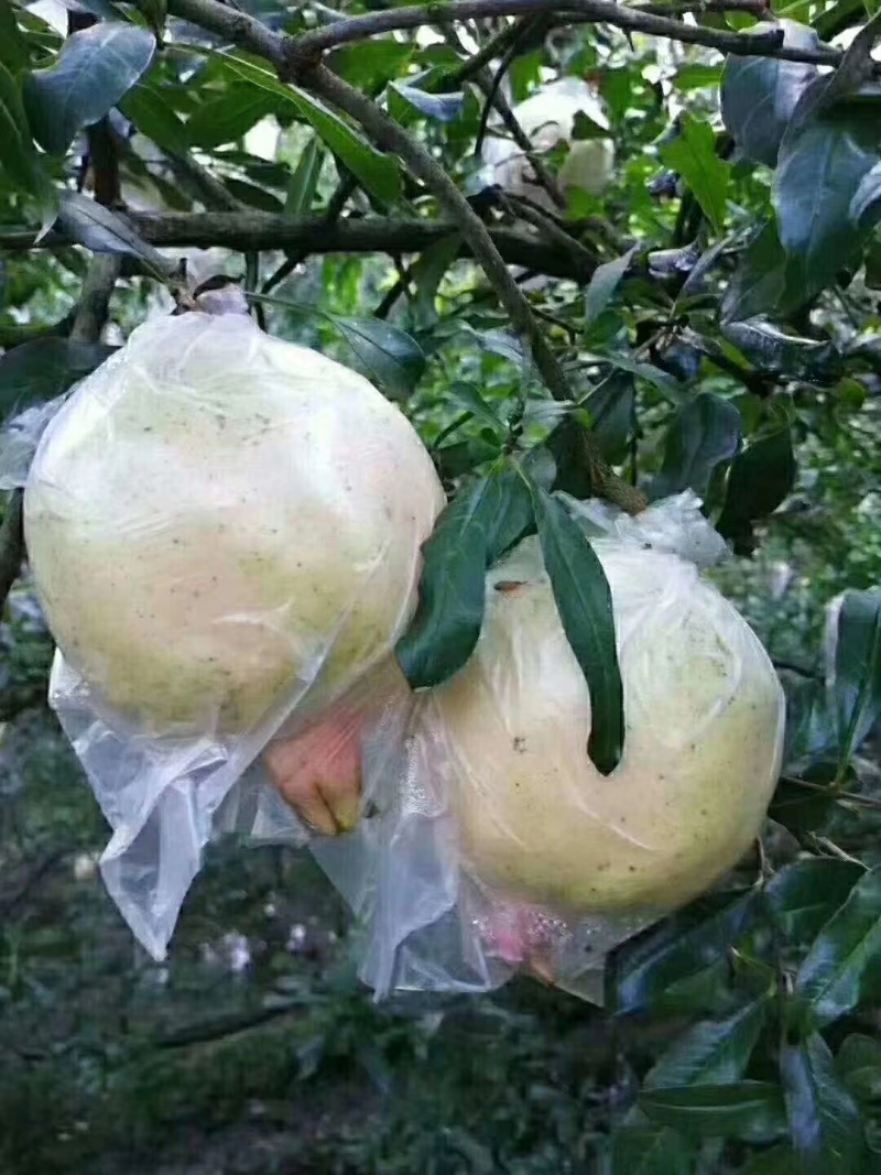 云南蒙自石榴