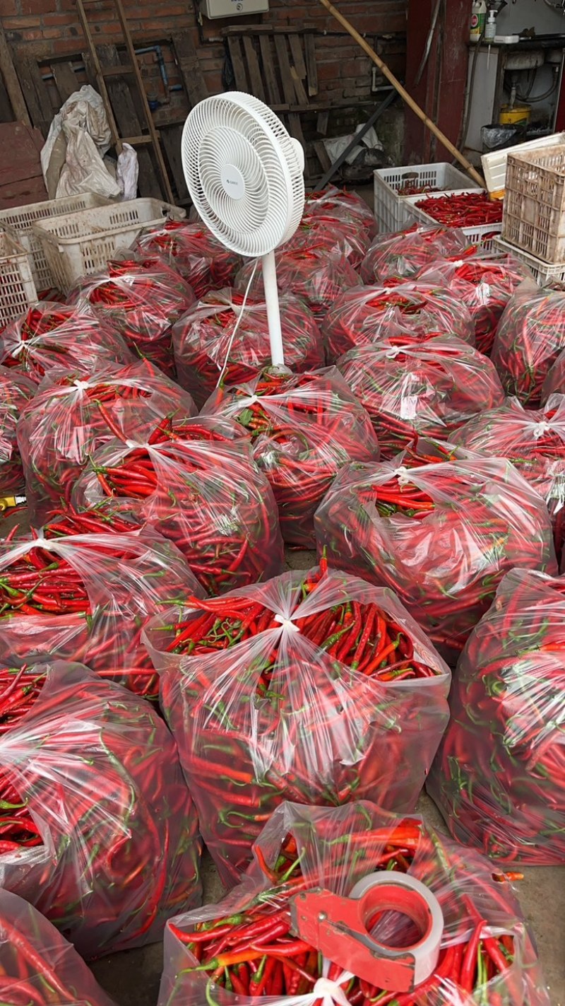 3号线椒，牧马山二荆条上市中，有需要联系