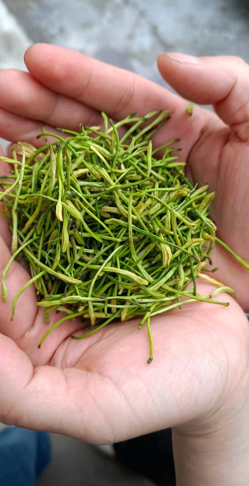 四季金银花茶花，无农药无硫，品质保证产地直发，一手货源