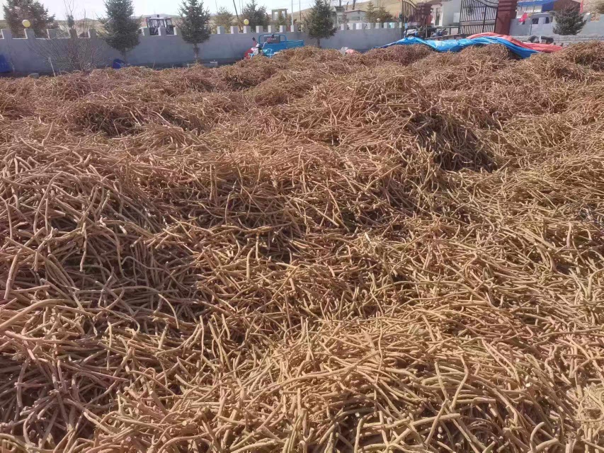 左侧为山西浑源县黄芪种植基地实景:黄芪植株高约60cm,羽状复叶清晰,根部粗壮呈淡棕黄色;右侧为安徽亳州十八里镇决明子晾晒场:金黄色成熟荚果整齐摊铺于竹席上,阳光下泛蜡质光泽,背景可见传统木质风车扬净设备 浑源黄芪与亳州决明子道地产区对比图