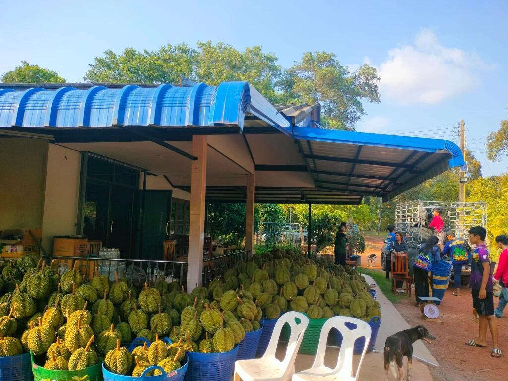 多个完整的带壳金枕榴莲整齐摆放在超市生鲜区的浅蓝色托盘中,果皮呈青黄相间色,尖刺粗壮但末端圆钝,每个果实长约25厘米,直径约15厘米,标签上标有‘泰国进口 金枕头榴莲’字样,背景可见其他热带水果 超市货架上摆放整齐的新鲜金枕榴莲整果