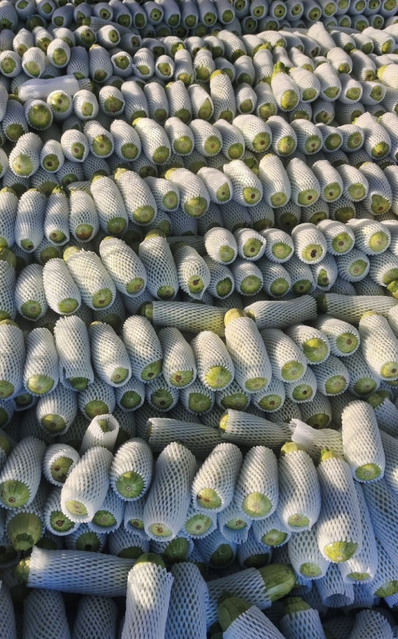 西葫芦，河北西葫芦，基地大量上市产地直发高品质保障