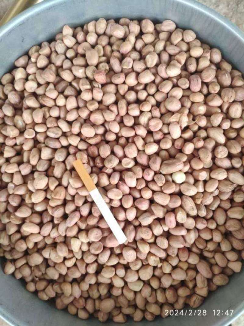 白沙花生米精米，
