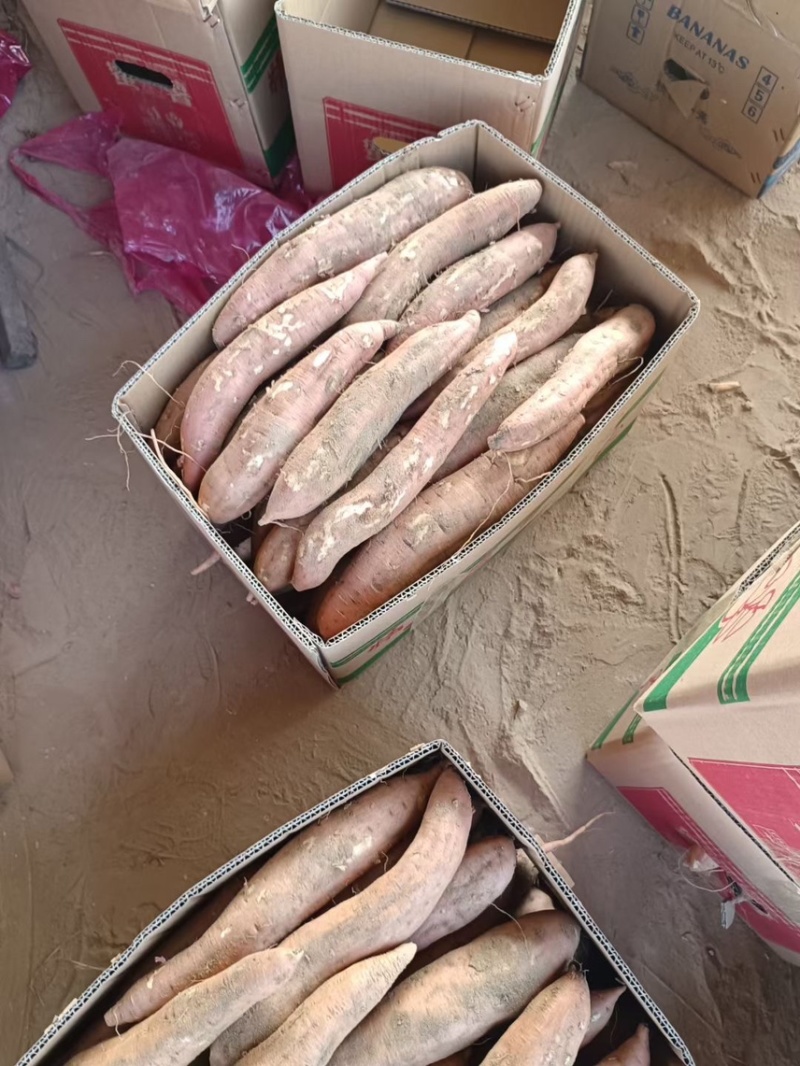 白哈蜜红薯🍠，口感细腻软糯，瓜形长条匀称产地供应
