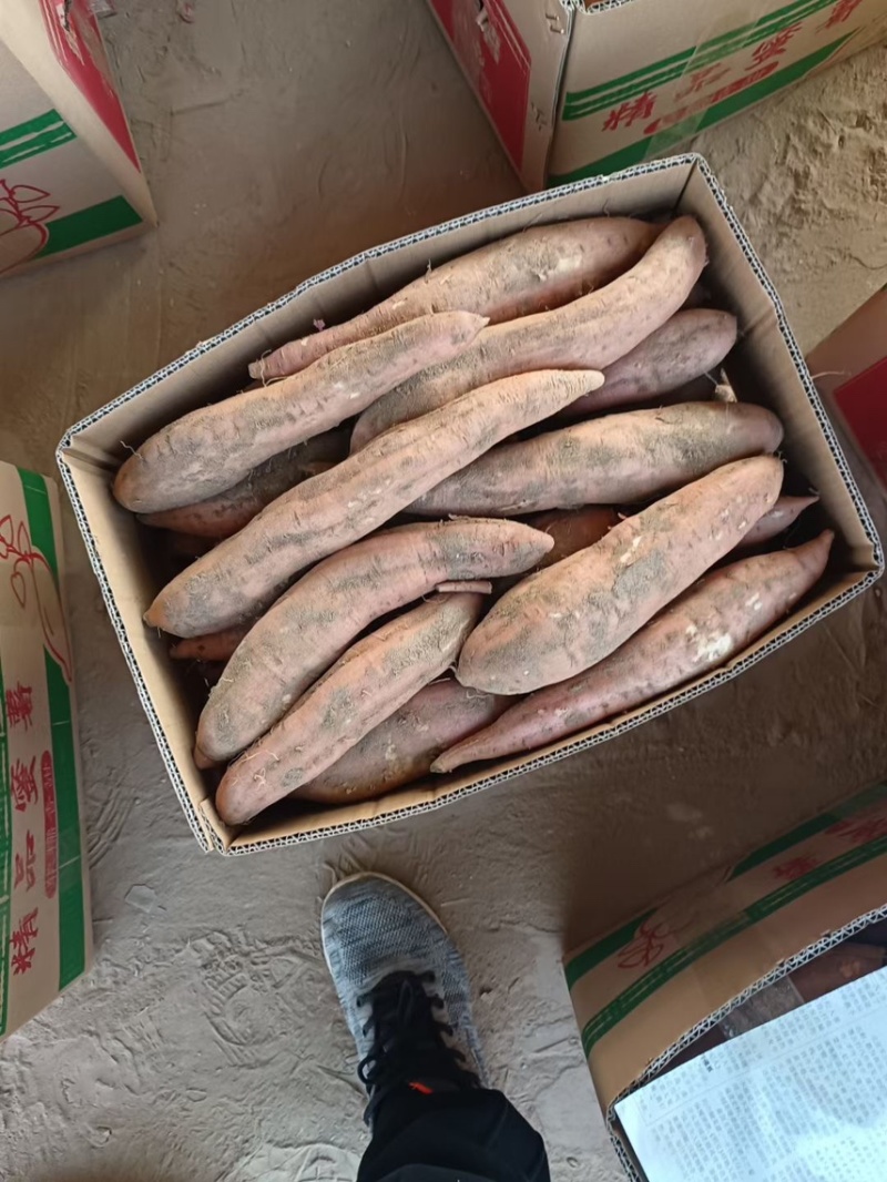 白哈蜜红薯🍠，口感细腻软糯，瓜形长条匀称产地供应