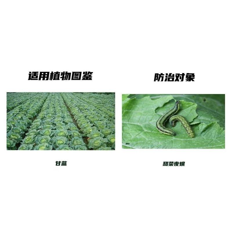 红太阳集团科信快斩12%甲维虫螨腈甘蓝甜菜夜蛾正品农药杀