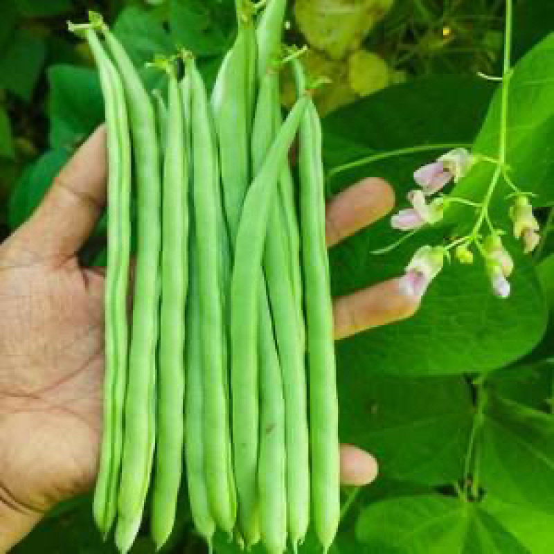 无筋豆小金豆四季豆一件代发大量上市欢迎咨询量大