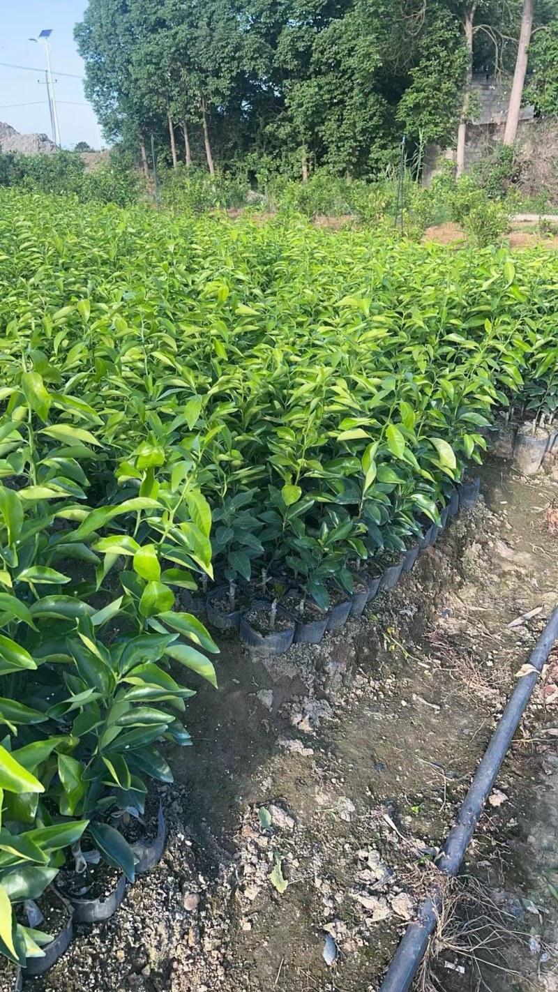 有籽沃柑苗杯苗签合同基地批发香橙头红橘头沃柑杯苗五月苗