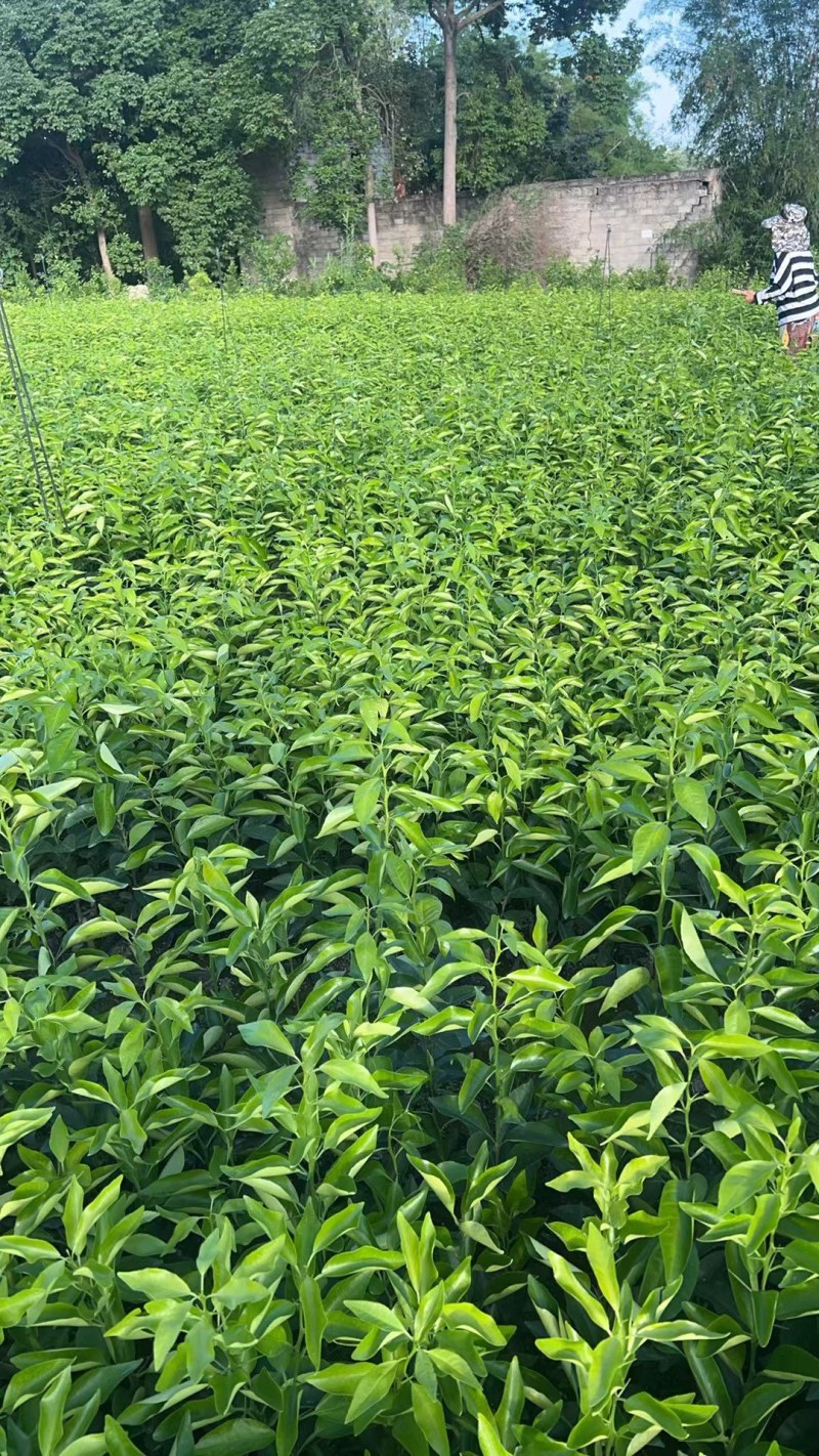 有籽沃柑苗杯苗签合同基地批发香橙头红橘头沃柑杯苗五月苗