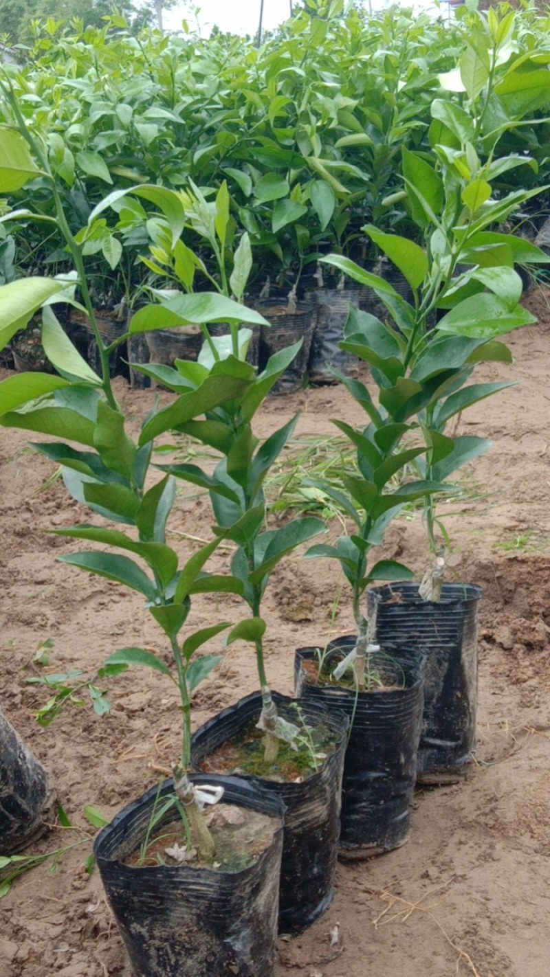 有籽沃柑苗杯苗签合同基地批发香橙头红橘头沃柑杯苗五月苗