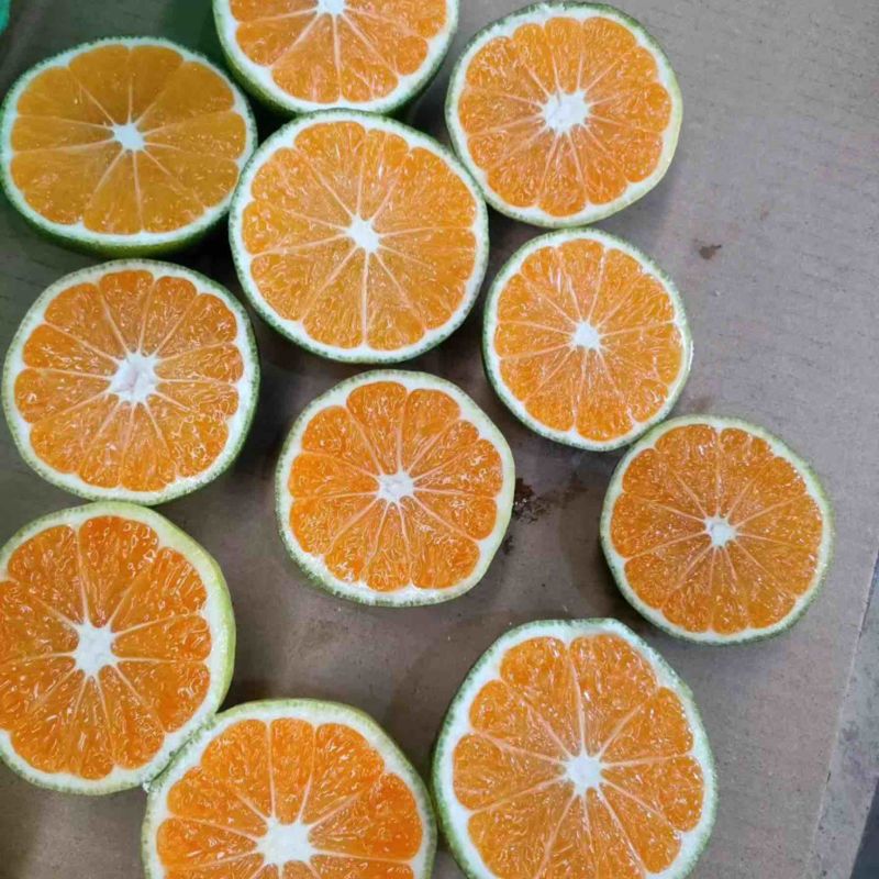 湖北蜜橘，精品蜜桔大量上市，产地直发，保证质量，价格实惠！