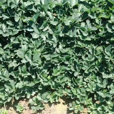 红颜草莓苗万亩草莓基地欢迎随时电话洽谈