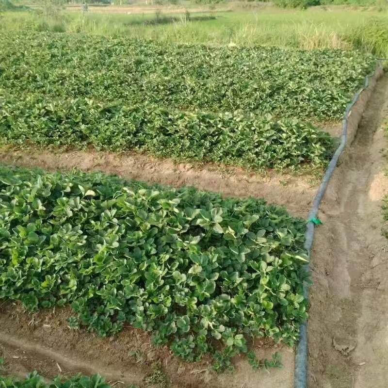 红颜草莓苗万亩草莓基地欢迎随时电话洽谈