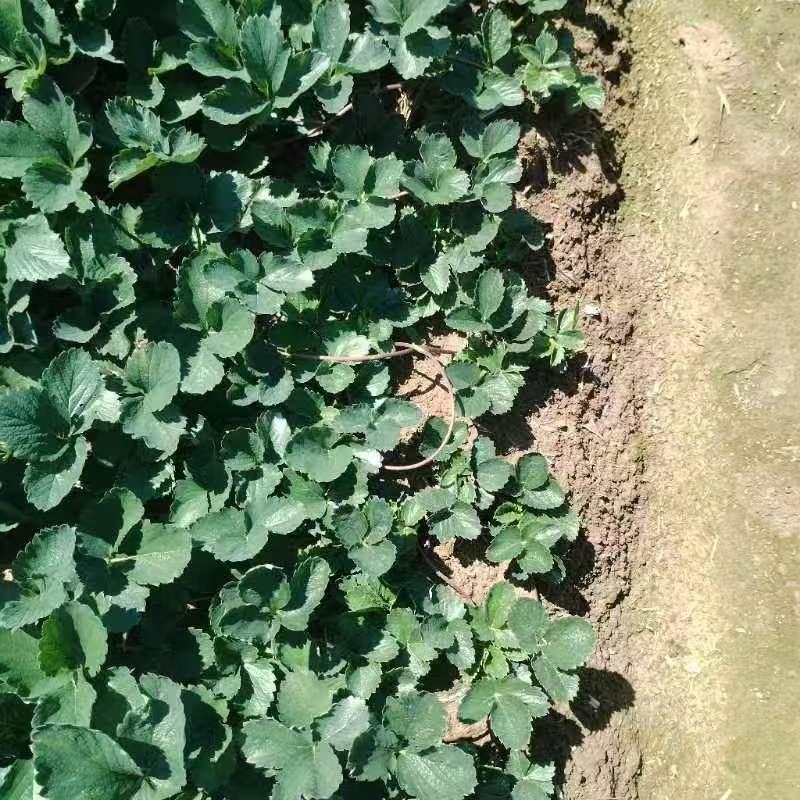 红颜草莓苗万亩草莓基地欢迎随时电话洽谈