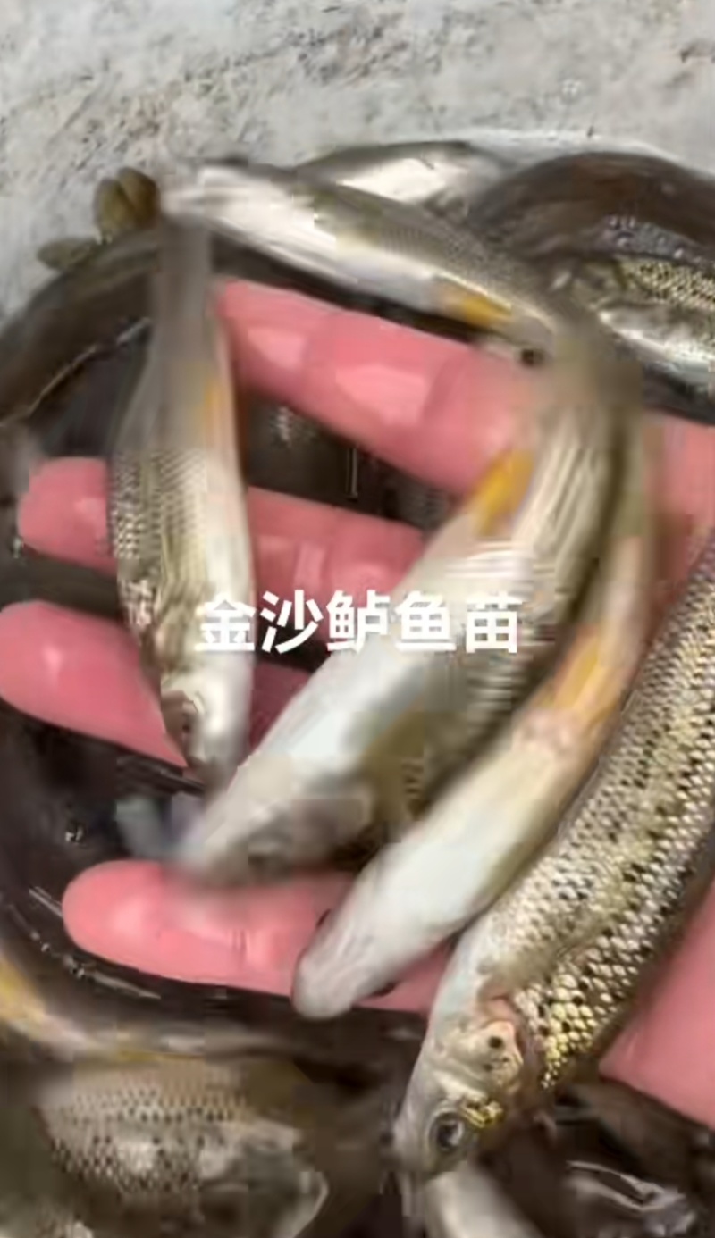 金沙鲈鲤/豹纹花鱼/大花鱼/抗病力强/
