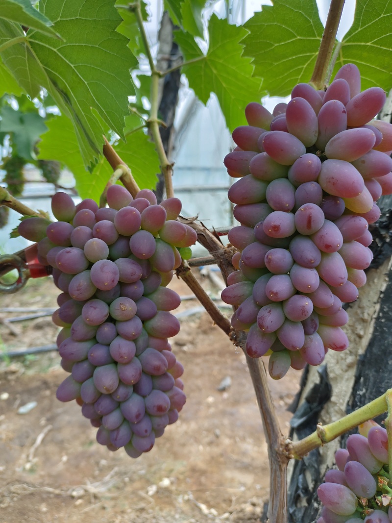 茉莉香葡萄，高中低出售