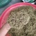 贵州金银花山银花，无硫，晒花，货足，质量保证
