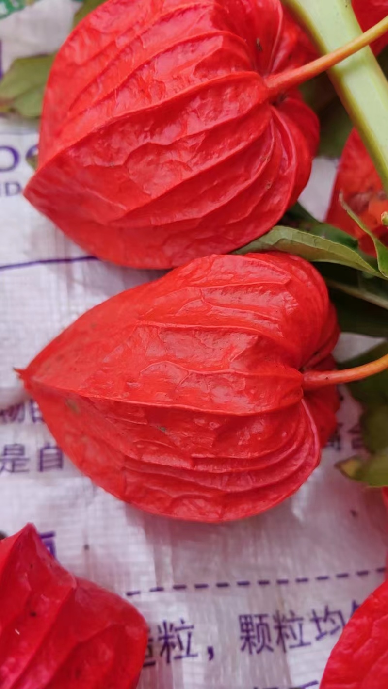 吉林灯笼果上市了，货源充足，质量保证，量大从优