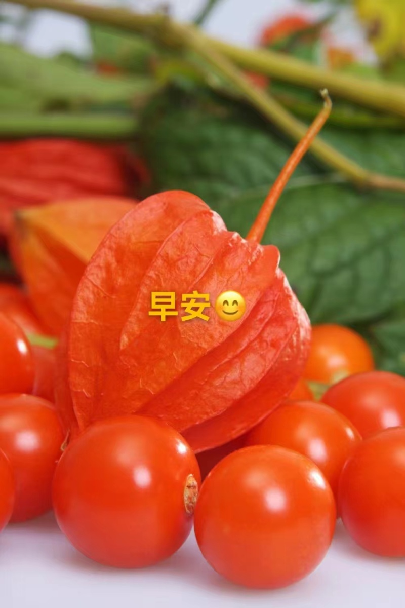 吉林灯笼果上市了，货源充足，质量保证，量大从优