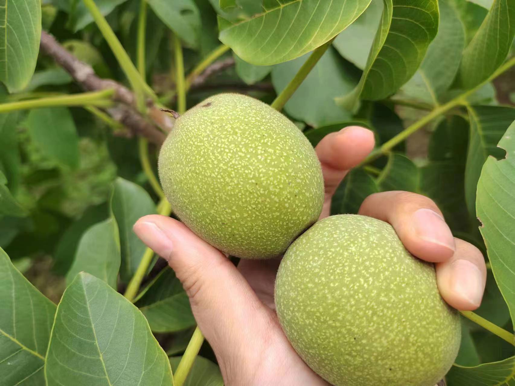 山核桃与纸皮核桃植株对比图