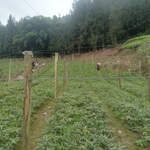 高山方竹笋