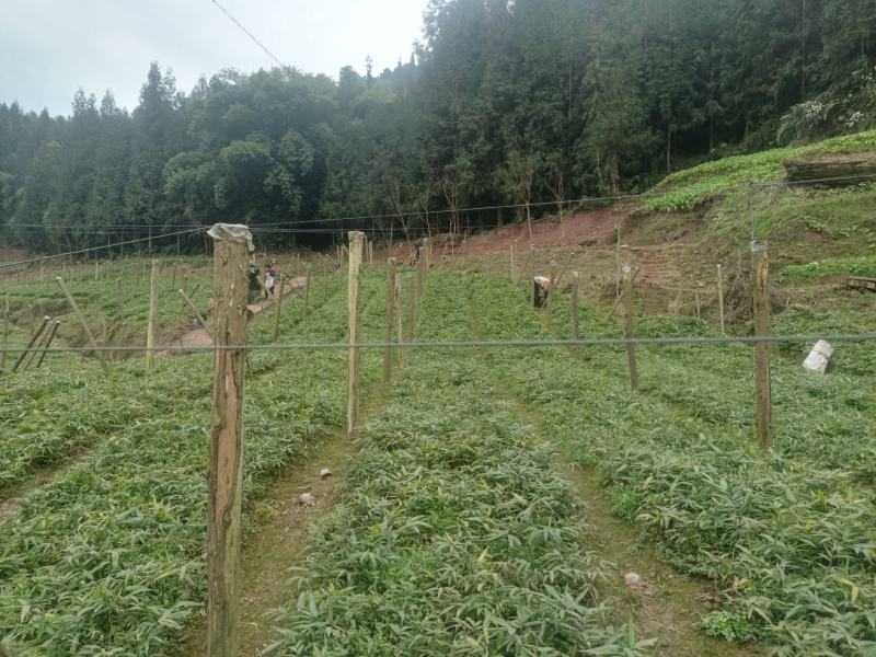 高山方竹笋