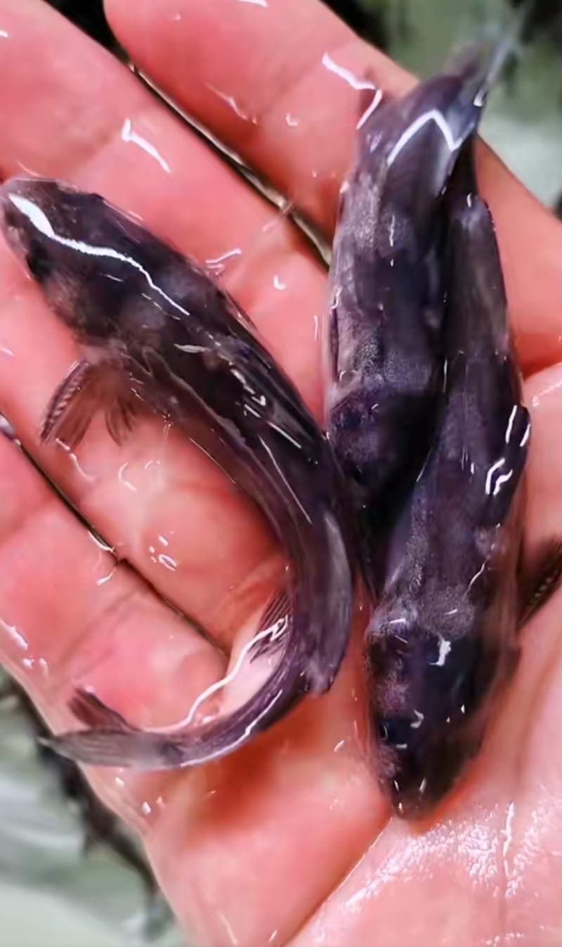 江团鱼苗长吻鮠抗病能力强成活率高量大从优