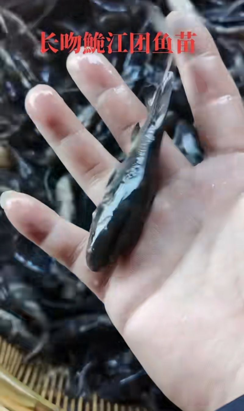 江团鱼苗长吻鮠抗病能力强成活率高量大从优