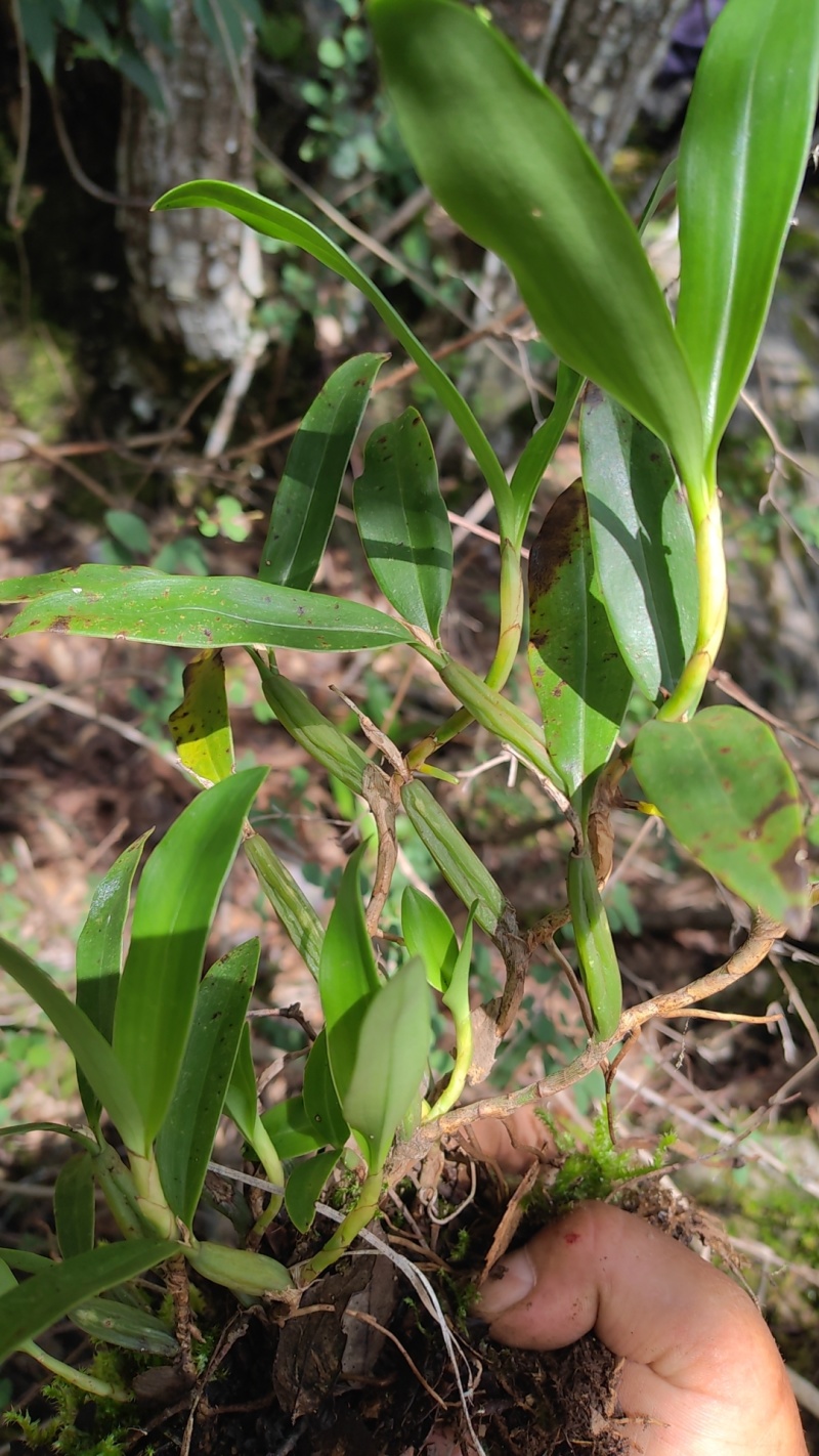 野生新鲜中药材爬岩姜，又称毛姜