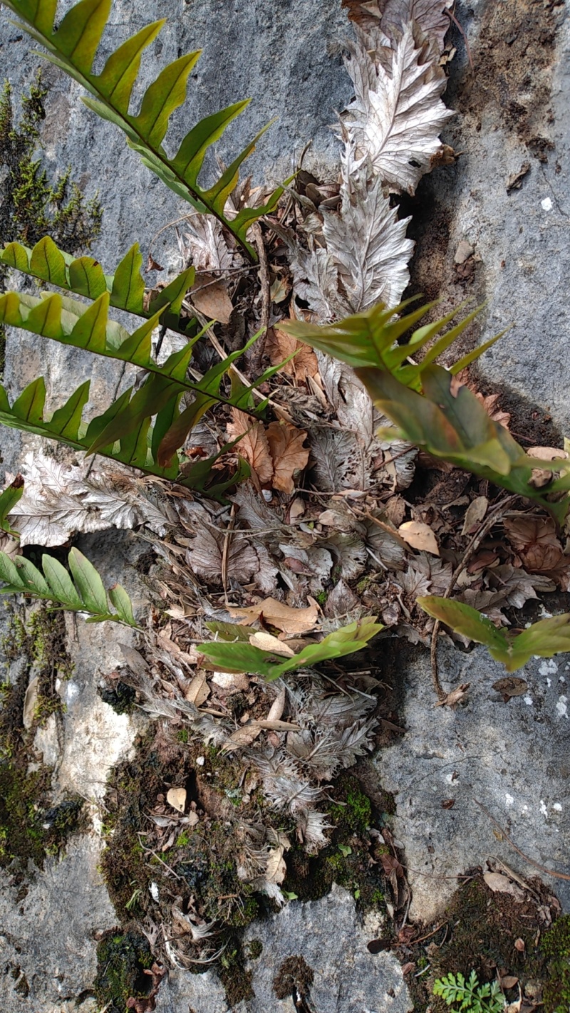 野生新鲜中药材爬岩姜，又称毛姜