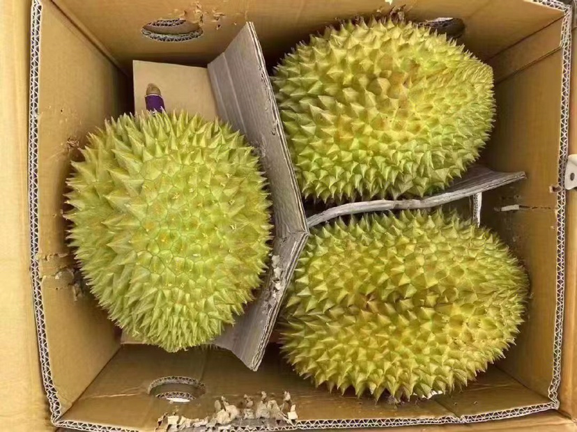 金枕榴莲催熟方法示意图
