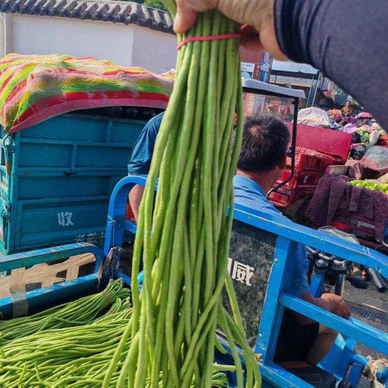 精品豇豆长豆角青条产地批发对接工厂电商批发市场