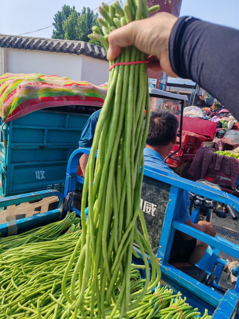 精品豇豆长豆角青条产地批发对接工厂电商批发市场