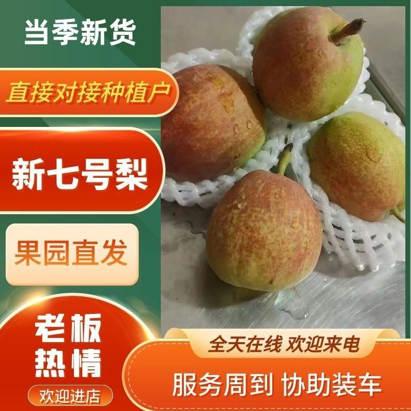 河北赵县新梨七号大量上市，市场电商团购合作诚信代发