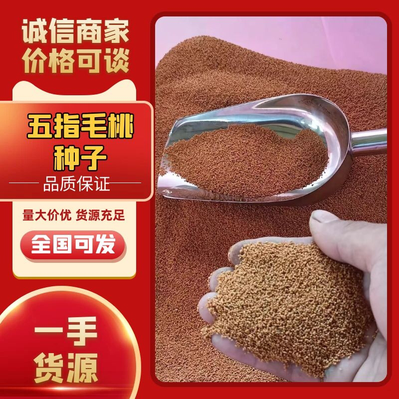 新鲜五指毛桃种子发芽率高，品质有保证，量大从优