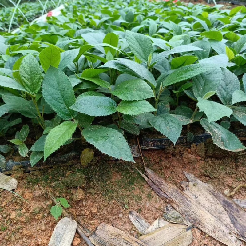 新鲜五指毛桃种子发芽率高，品质有保证，量大从优