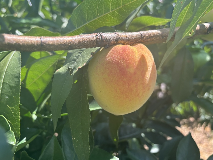 黄桃果实在阳光下成熟