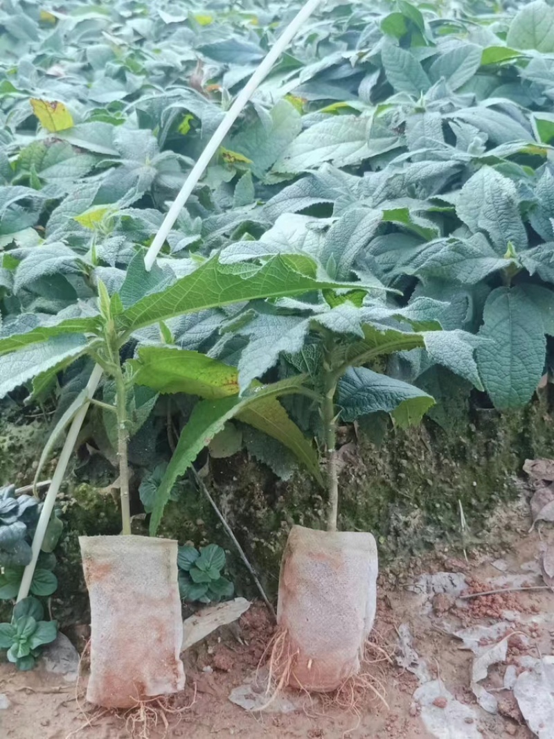 广西优质五指毛桃杯苗，产量高，提供技术，产地直发