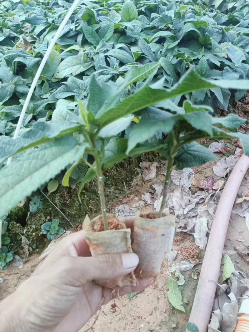 广西优质五指毛桃杯苗，产量高，提供技术，产地直发