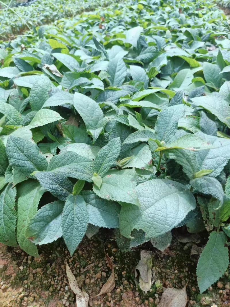 广西优质五指毛桃杯苗，一手货源，品质保证，产地直发