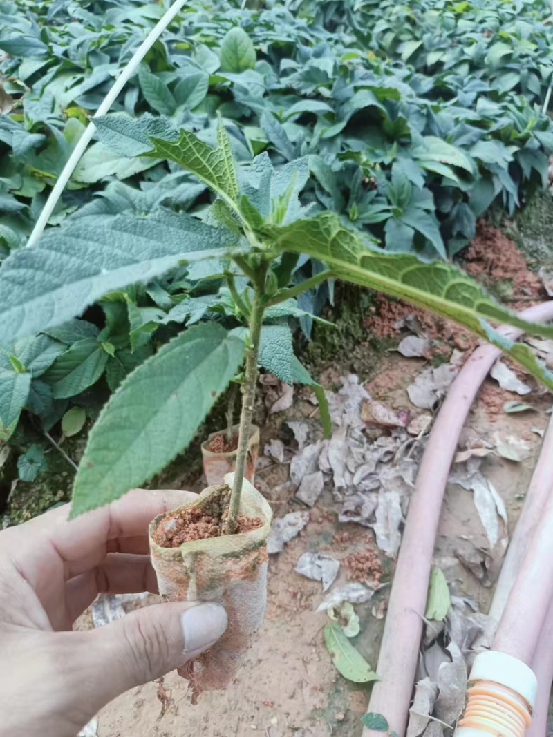 广西优质五指毛桃杯苗，一手货源，品质保证，产地直发