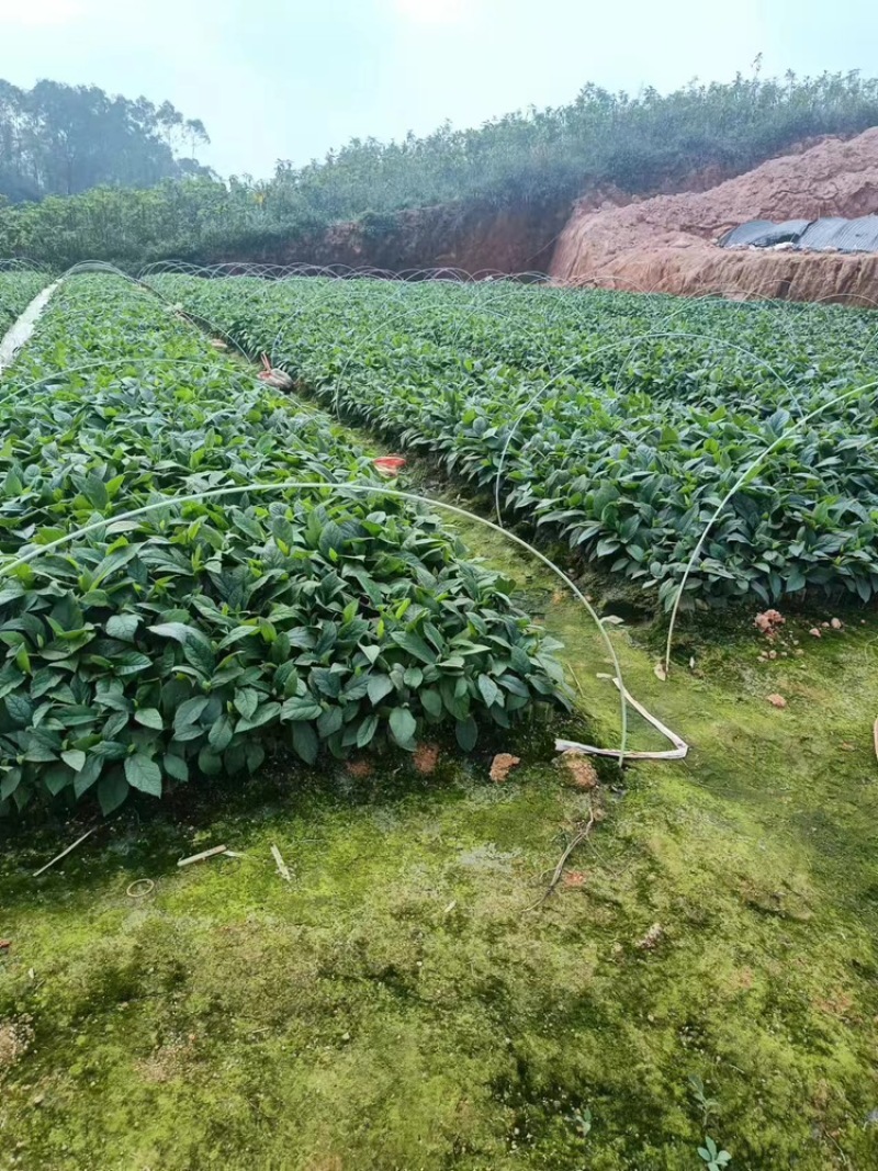 广西优质五指毛桃杯苗，一手货源，品质保证，产地直发