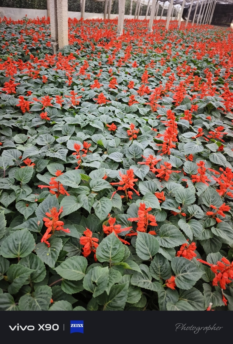 一串红，基地大量现货，价格0.35元