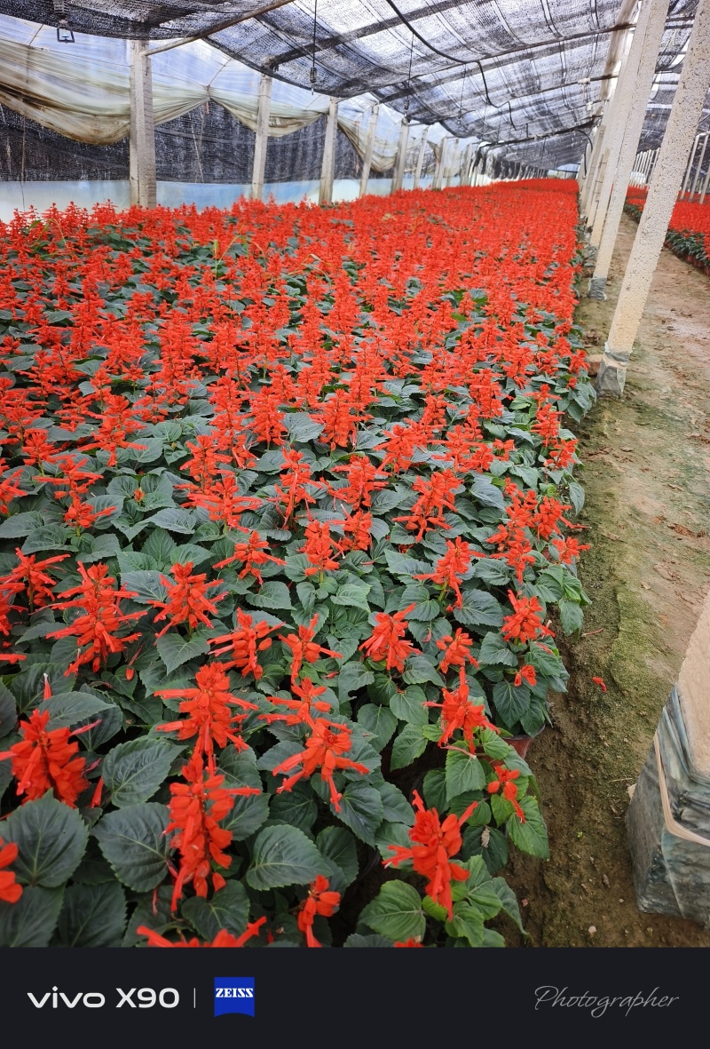 一串红，基地大量现货，价格0.35元