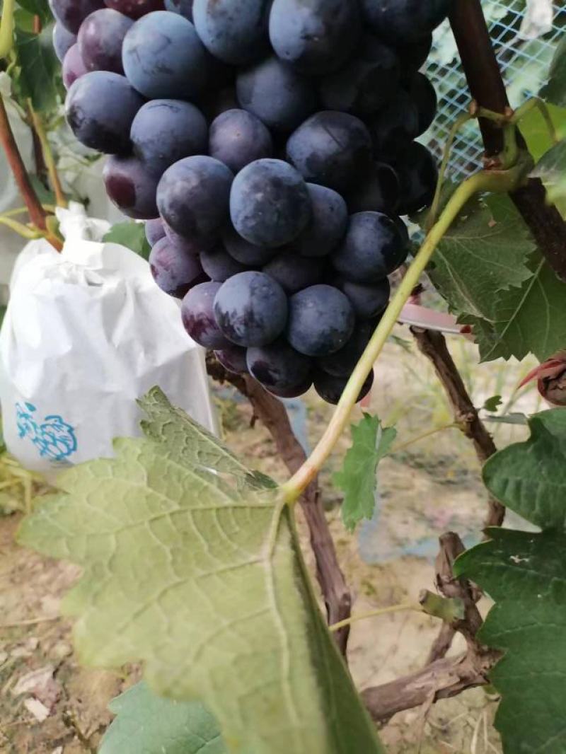 夏黑莆萄大量上市中有需要老板联系我粒大，串大。。